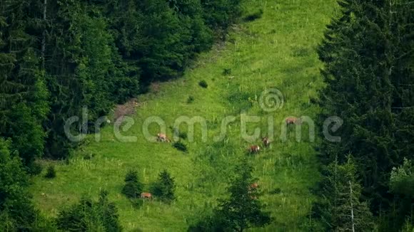 鹿在山坡上吃草视频的预览图