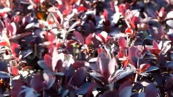 红色的灌木在风中离开视频的预览图