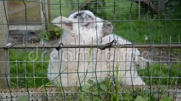 农场里的山羊小孩视频的预览图