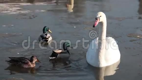 白天鹅和三只鸭子视频的预览图