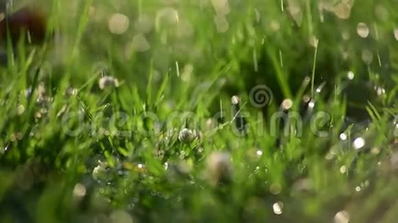 绿草如茵的水珠日光关闭4k视频bokeh视频的预览图