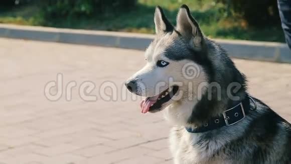美丽的哈士奇狗脸特写与异色不同颜色的眼睛视频的预览图
