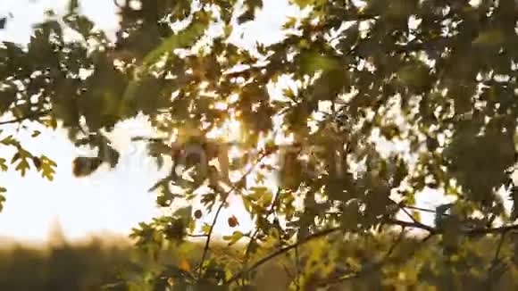美丽的太阳透过风树绿叶的吹拂而闪耀视频的预览图
