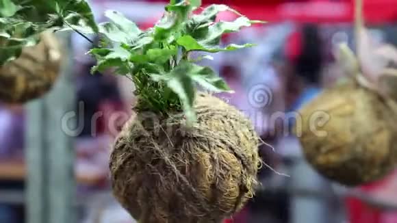 概念花设计椰子植物盆栽视频的预览图