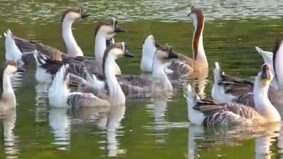 湖中的鹅动物视频的预览图