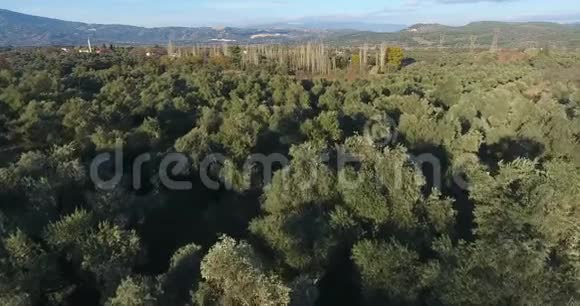 安纳托利亚橄榄树空中足迹视频的预览图