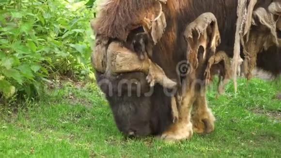 野生成年雄性麝牛喂养在林中空地上放牧阳光明媚的夏日动物的毛发视频的预览图