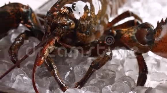 龙虾在移动他的爪子视频的预览图