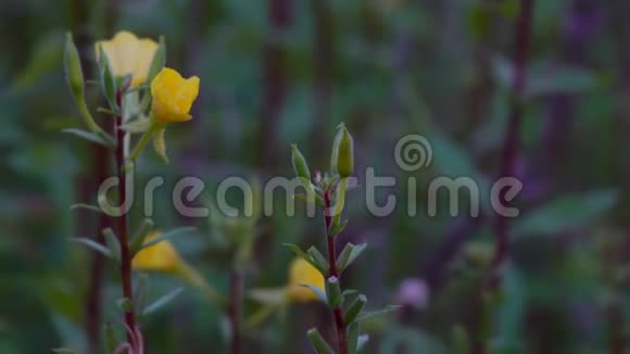 草甸的黄色高花在风中摇曳夕阳的光芒美丽地照亮了黄花视频的预览图