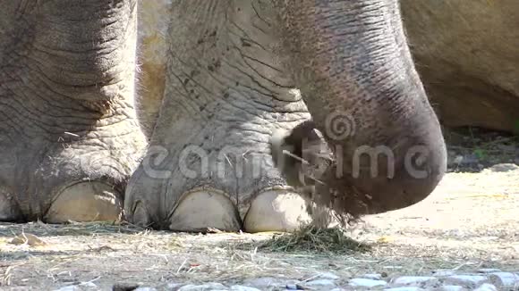 大象的脚和躯干视频的预览图
