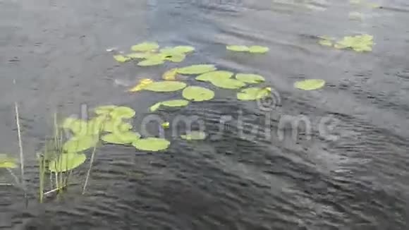 黄色的水在哈维尔河德国勃兰登堡视频的预览图