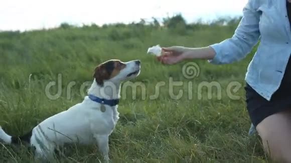 狗从主人手里吃冰淇淋视频的预览图