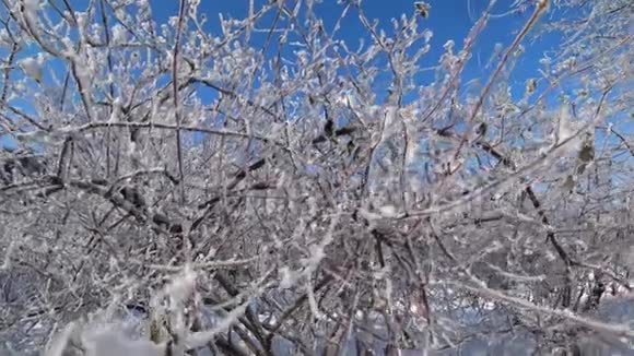 城市公园的雪盖下的树枝视频的预览图