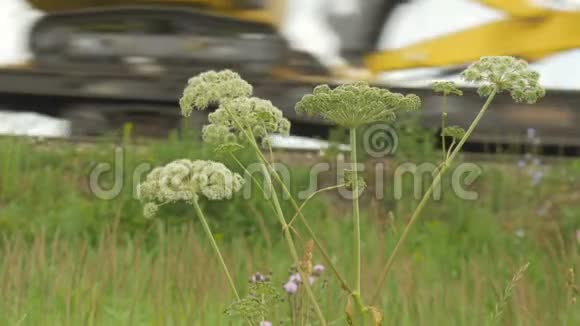 野花特写在这种背景下火车没有集中注意力视频的预览图