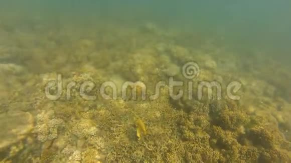 水下珊瑚礁的开阔视野视频的预览图