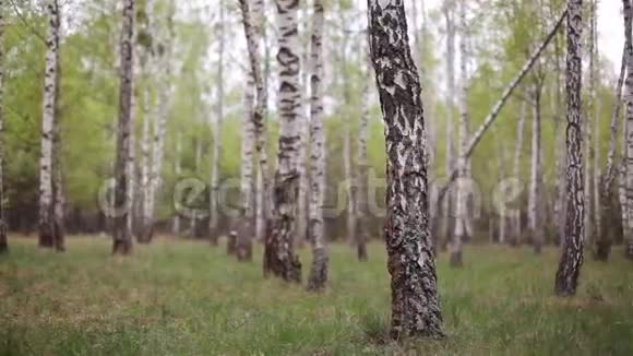 林中的桦树林视频的预览图