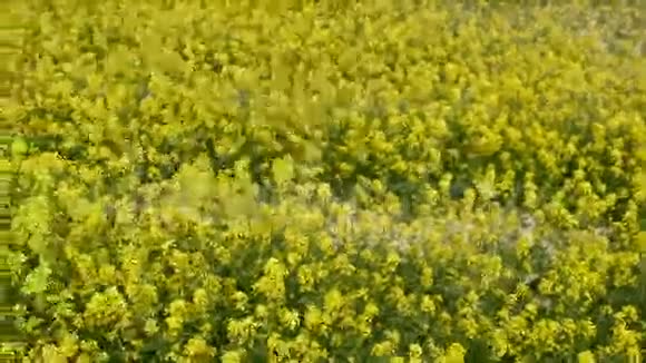 油菜黄花在田里视频的预览图