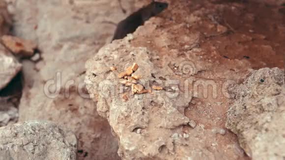 老鼠在岩石上吃饼干视频的预览图