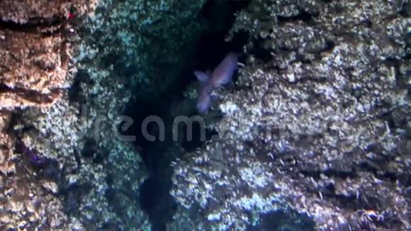 令人惊叹的景观活鱼水下太平洋潜艇视频的预览图