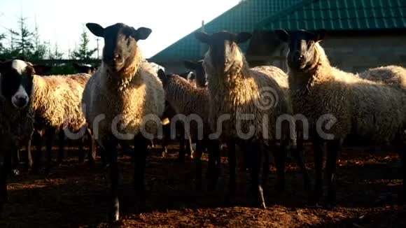 羊群在牧场上的牲畜场上站着看着镜头视频的预览图