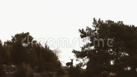 山顶上的雄鹿逆光视频的预览图