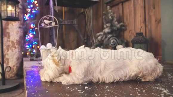 西高地白梗狗等圣诞节视频的预览图