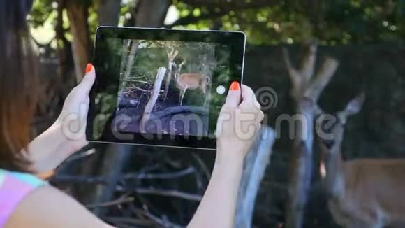 美丽的女孩在动物园的鹿片上制作视频视频的预览图