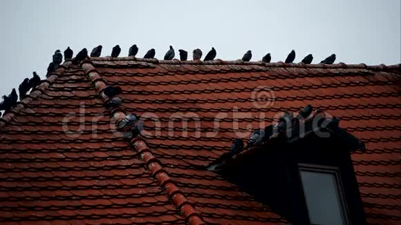 鸽子靠近屋顶视频的预览图