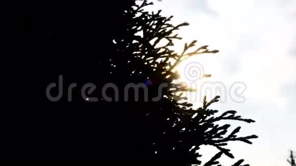 明亮温暖的阳光照耀着斯克沃兹科利什哈希夏剪影树在风中的叶子视频的预览图