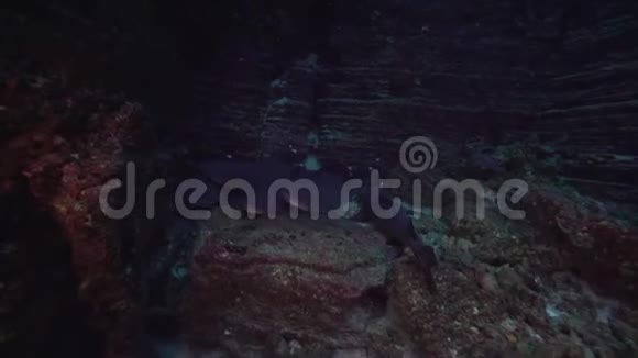 瑞吉盖多群岛圣贝代迪托岛附近的埃尔锅炉岩石中的白尖礁鲨视频的预览图