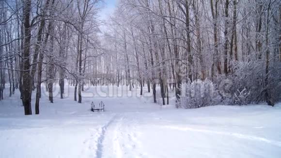 降雪冬季公园视频的预览图