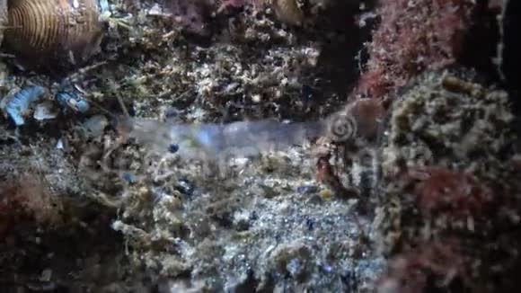 波罗的海对虾眼睛帕莱蒙刺目夜射视频的预览图