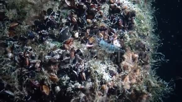 波罗的海对虾眼睛帕莱蒙刺目夜射视频的预览图
