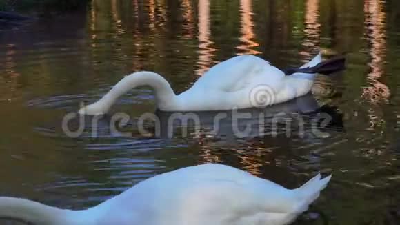 一对美丽的白天鹅鸟漂浮在湖面上视频的预览图
