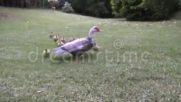 带小鸭的鸭妈妈视频的预览图