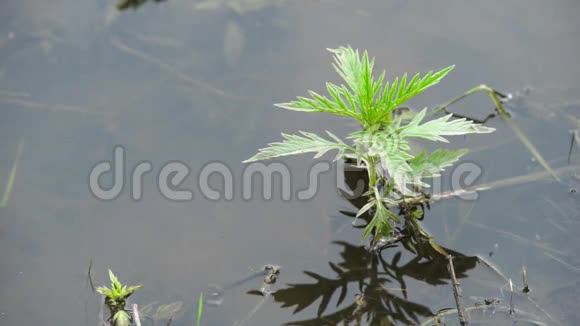 沼泽里的绿色植物视频的预览图