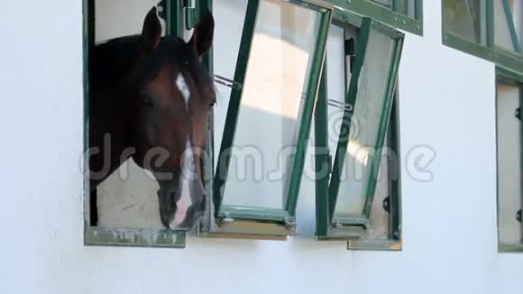 马在马厩里从窗户伸出来视频的预览图