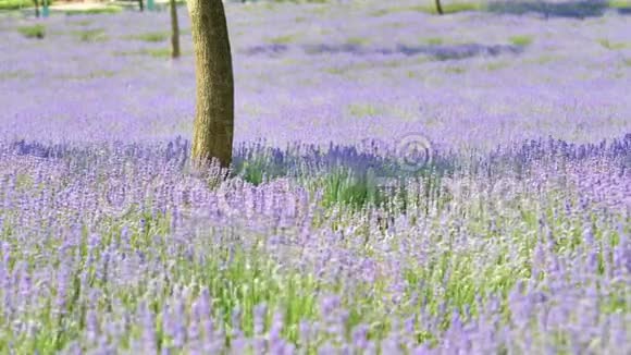 夏花严肃美丽的紫色草田在风近距离观看4k电影慢动作视频的预览图