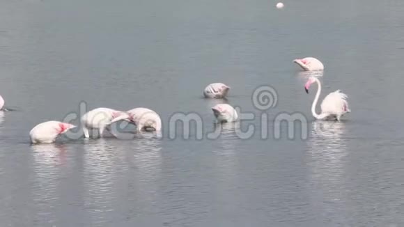 西班牙卡尔佩盐湖的粉红火烈鸟视频的预览图