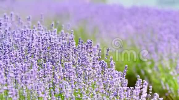 夏花严肃美丽的紫色草田在风近距离观看4k电影慢动作视频的预览图