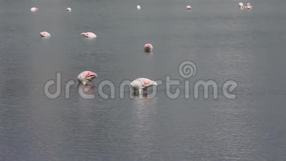 西班牙卡尔佩盐湖的粉红火烈鸟视频的预览图