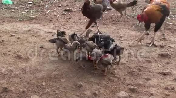 母鸡在大自然中喂养农场一群饲养的鸡啄食地面视频的预览图