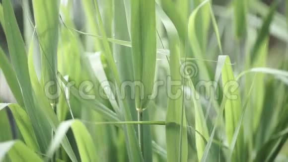 把浅绿色的草贴在蓝天上晴天里绿油油的小草特写镜头长长的青草视频的预览图