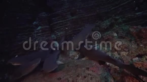 瑞吉盖多群岛圣贝代迪托岛附近的埃尔锅炉岩石中的白尖礁鲨视频的预览图
