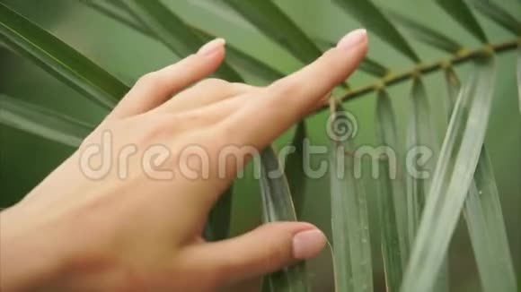 美丽的女人手抚摸着棕榈叶视频的预览图
