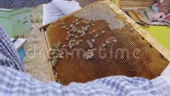 蜜蜂在框架上在蜂巢里收获蜂蜜夏季视频的预览图