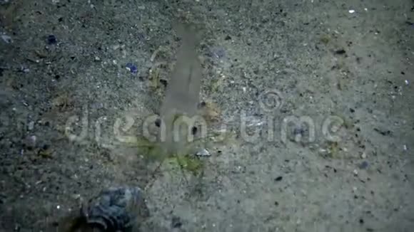 波罗的海虾眼夜射虾透明视频的预览图