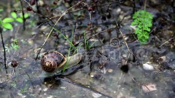 雨天棕色蜗牛在大自然的水坑上爬行视频的预览图