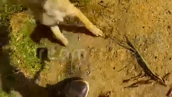 在茶园的山上两只狗小狗跳上一架gopro摄像机视频的预览图
