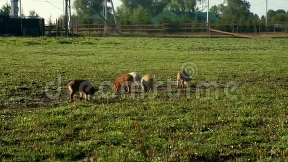 在牲畜饲养场上吃青草的猪农场里可爱的小猪视频的预览图